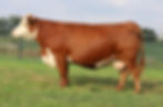 MOHICAN WHITNEY 5G