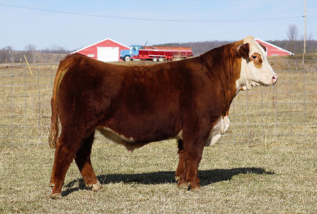 How to Use Facebook for Livestock Sales
