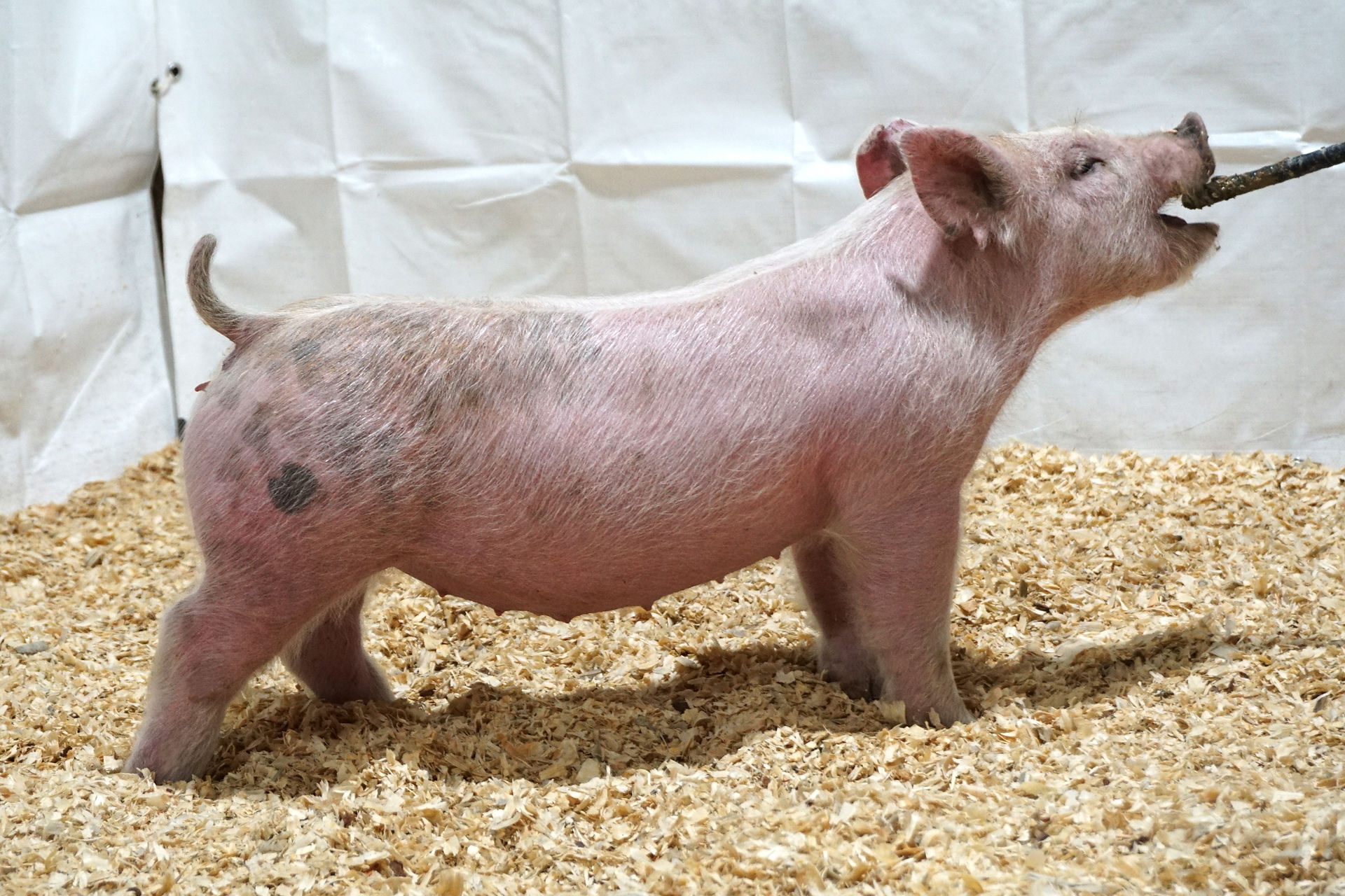sale pig photo