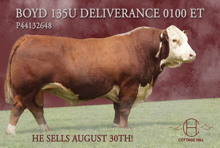How to Sell Cattle Online: What Actually Works in Today's Market