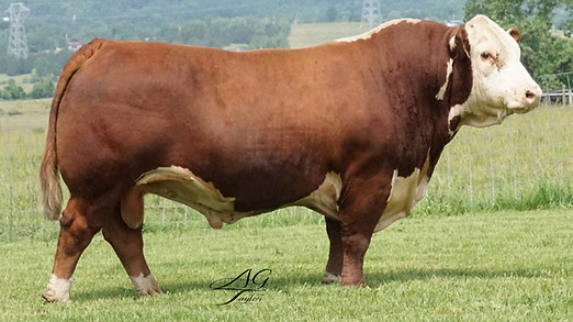 CHF 0100 - Breeders Cup Sale 2025