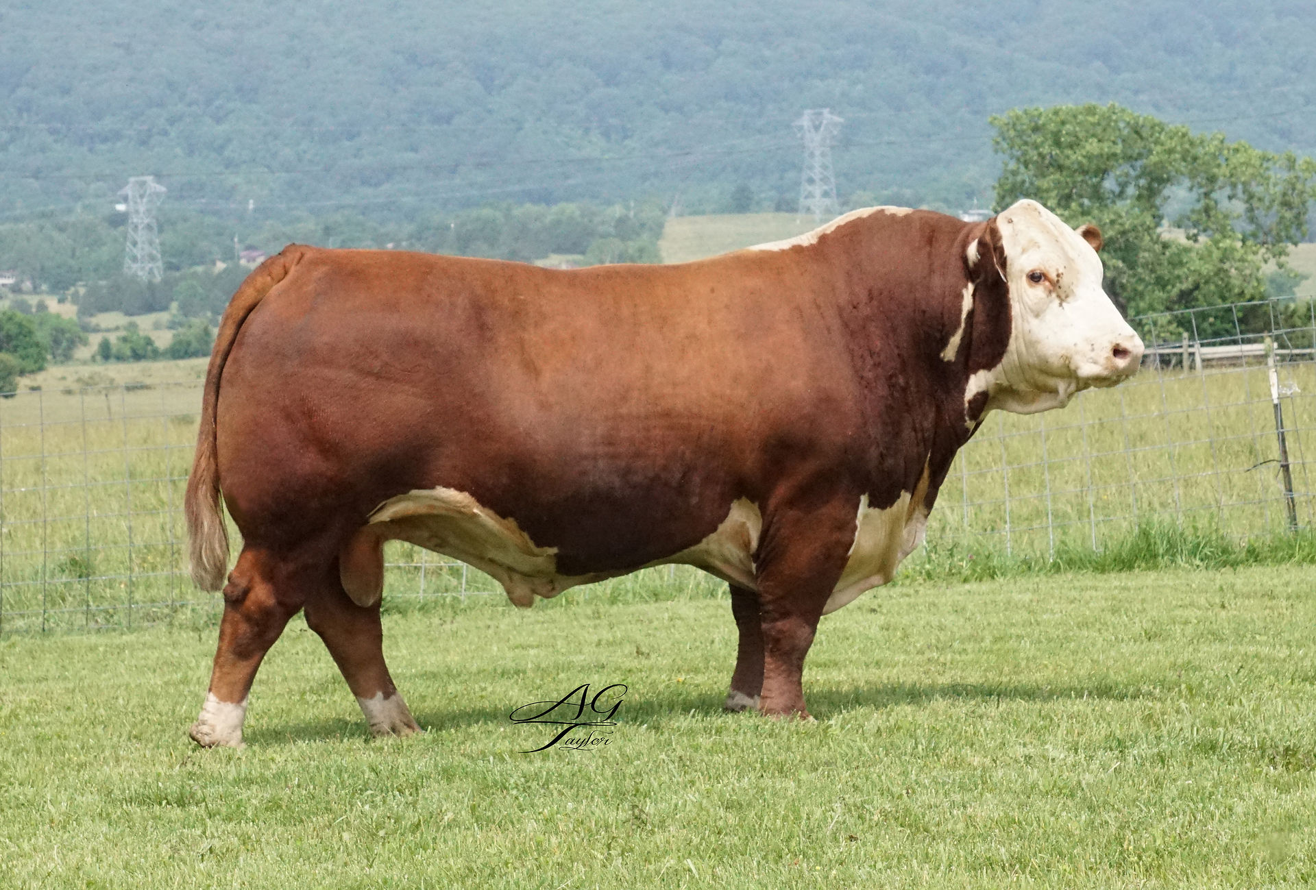 sale bull photo
