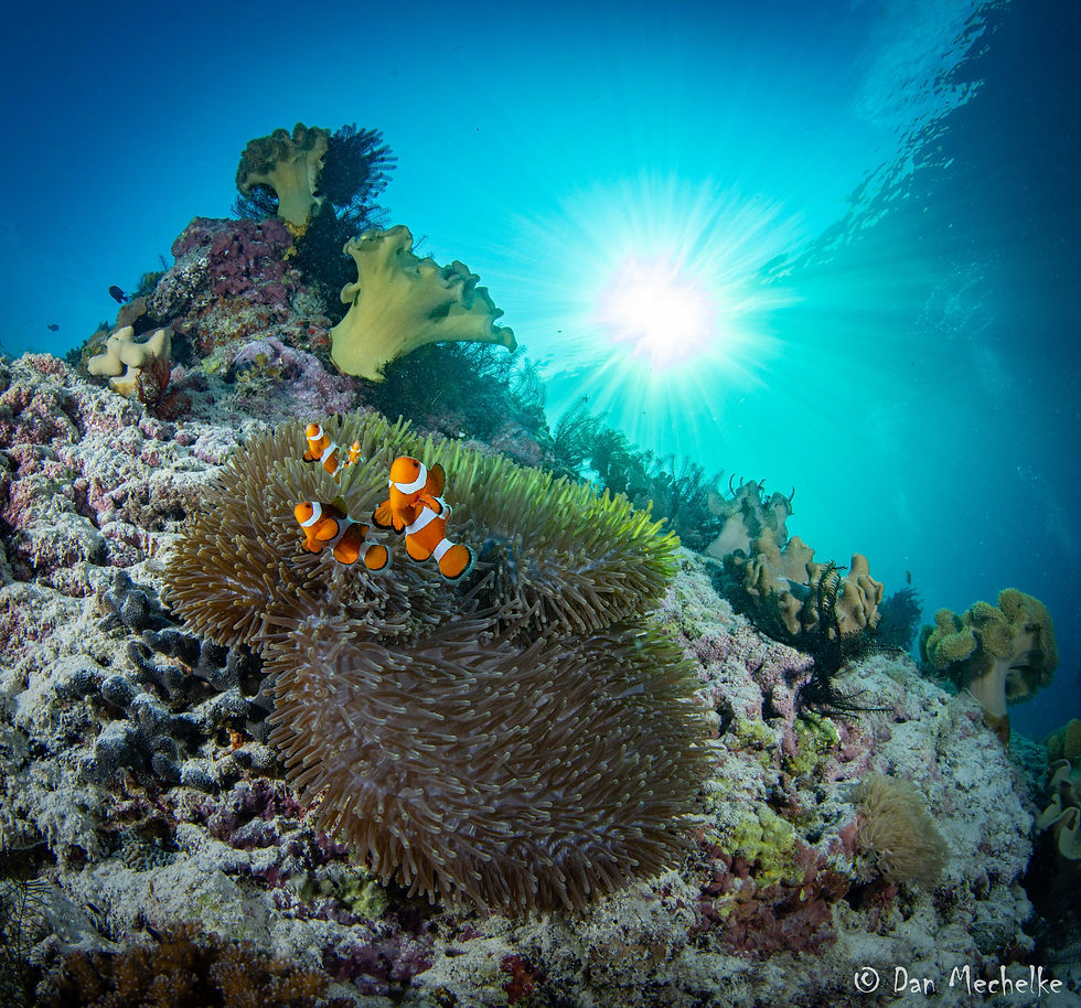 Thumbnail: Clownfish swim near anemone in sunny ocean water with bright sunlight.