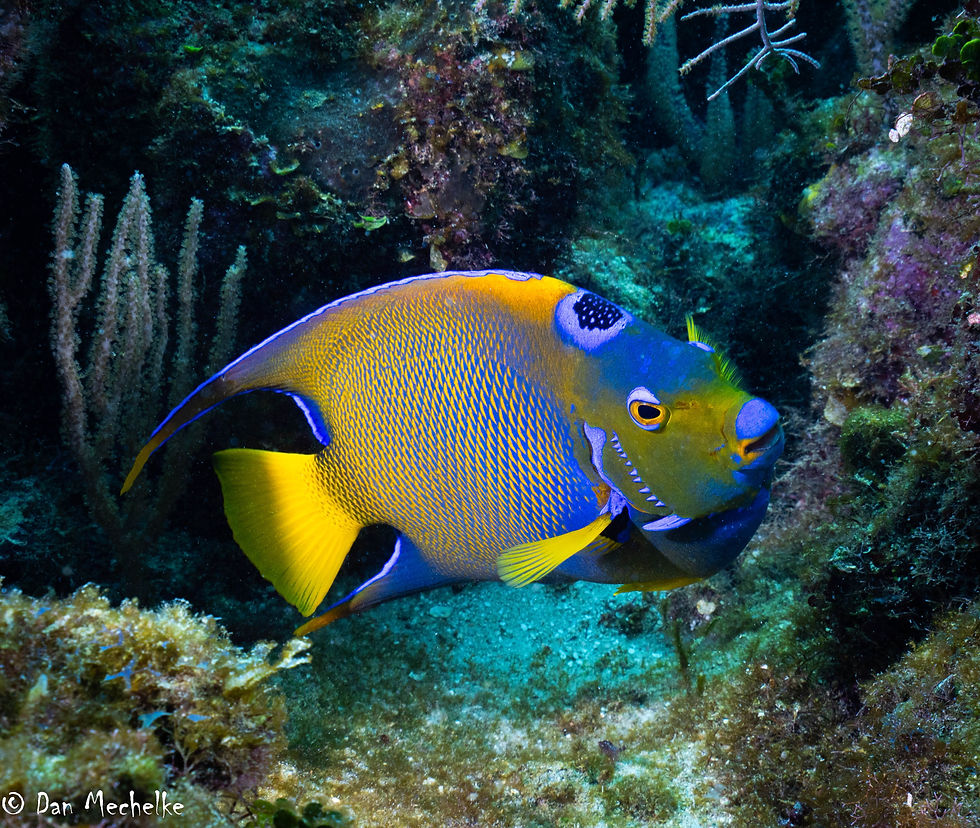2024Roatan054 (1 of 1)