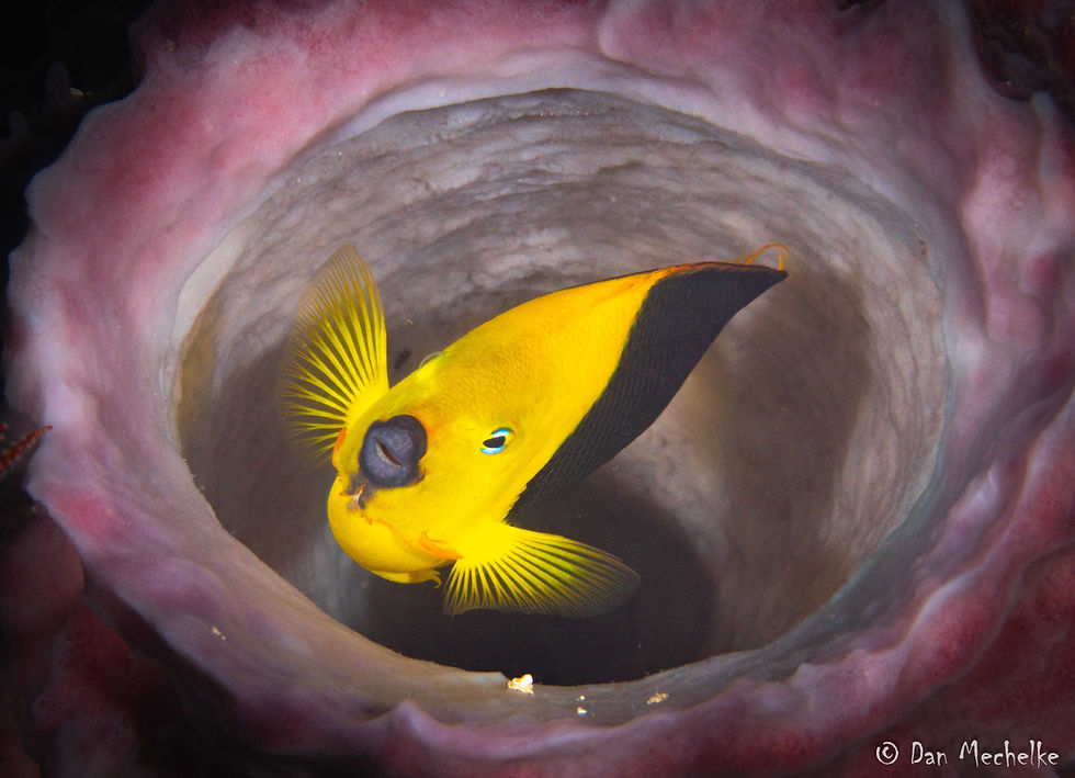 Thumbnail: A vibrant yellow fish inside a pink and white sponge underwater, MALDIVES 2029.