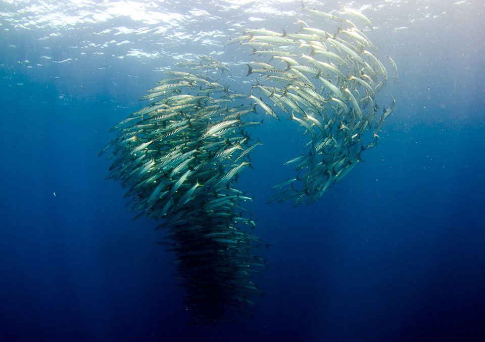 School of fish swimming in the deep blue ocean, underwater scene.