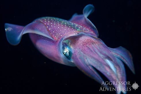 A vibrant purple squid swimming underwater with Aggressor Adventures logo.
