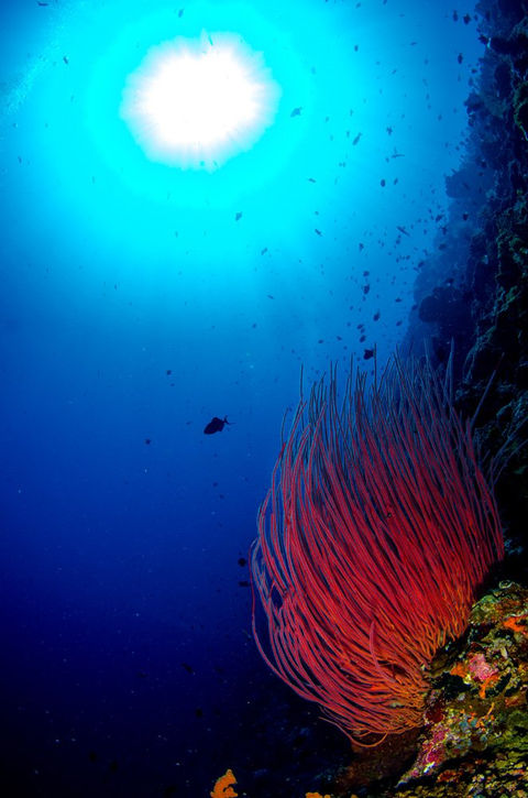 Underwater coral reef with vibrant plants and sun shining through the water