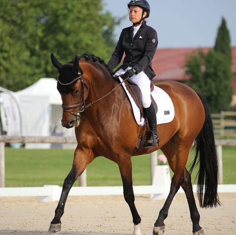 Dressage Amateur
