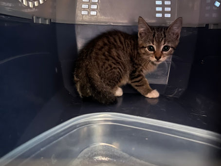 How to Save Feral Kittens