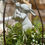 Thumbnail: Rabbit-themed topiary arrangement