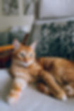 pexels-mati-mango-4734723.jpg