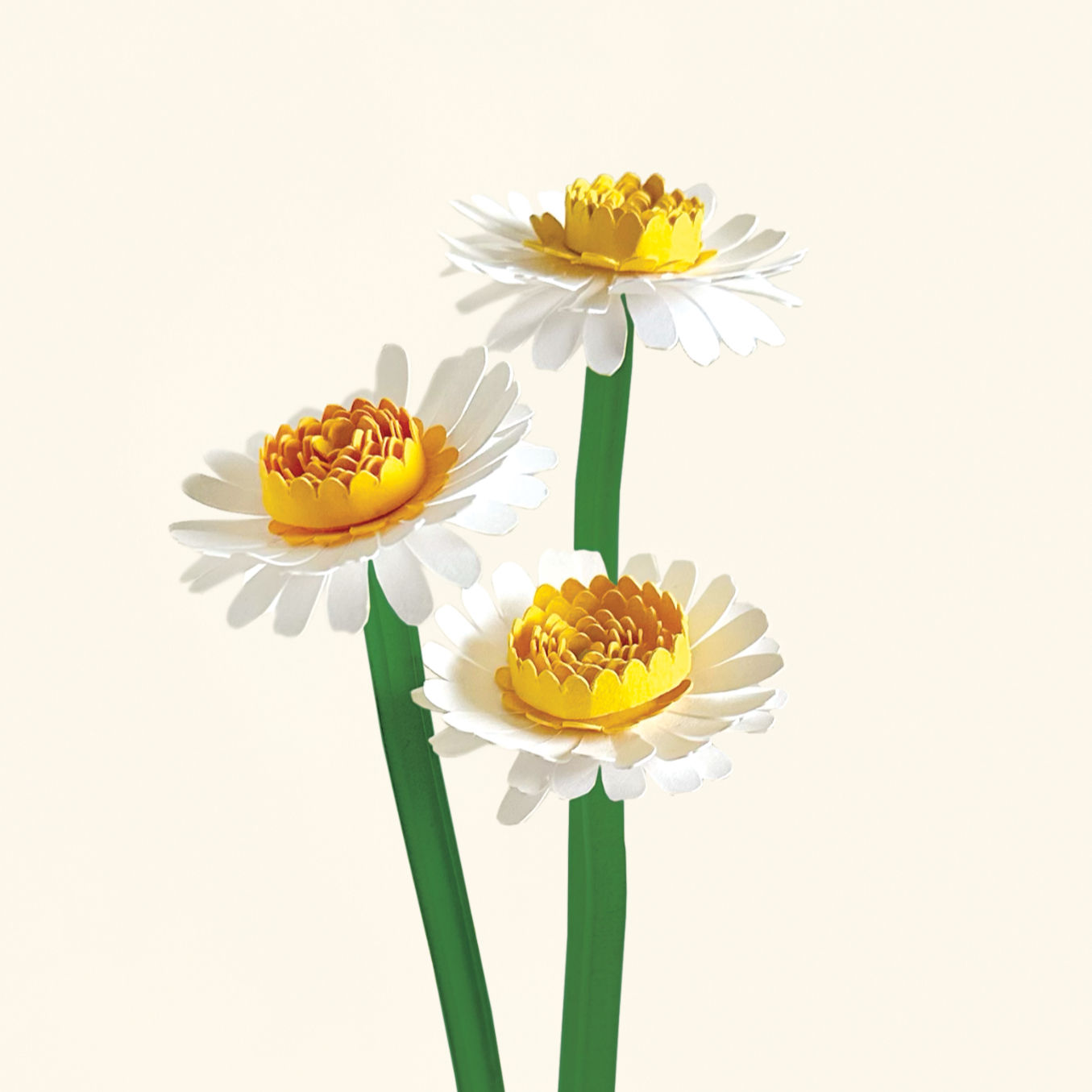 KIT 3 Marguerites blanches