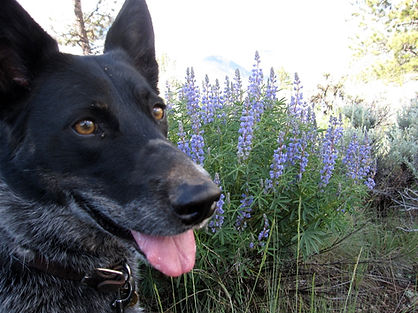 Bella Blue