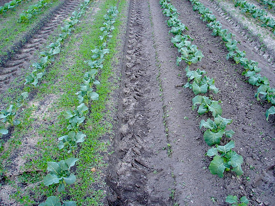 Before & After Weeded Pic (2016_04_25 03