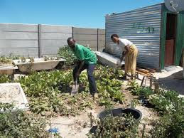 From Waste Ground to Food Forest: The Story of Khayelitsha's Community Garden