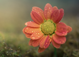flower social media pic4.png
