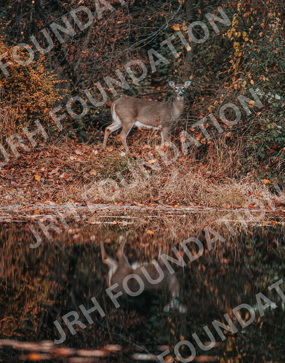 Deer in grass