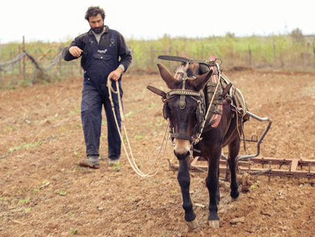 farmer plowing field with mule