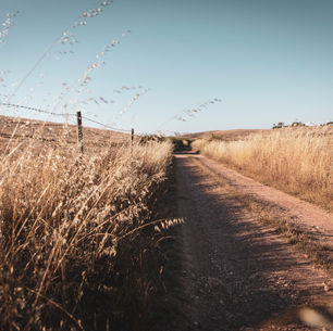 road leading into rolling wheat hills