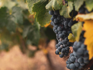 Wine grapes ready for harvest