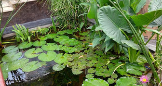 water plants water body feature.jpeg