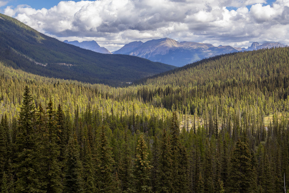 View of sea of trees in Western Canada.