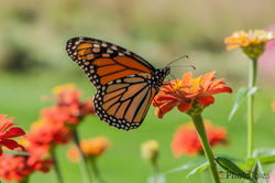 Monarch