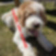 17916835727532721.webp