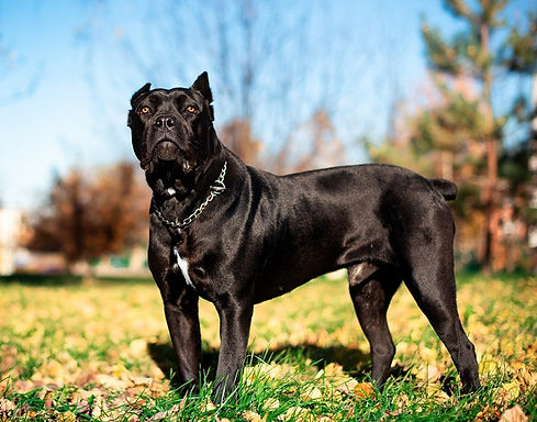 black-cane-corso-dog-standing-at-the-park_Tymoshenko-Olga_Shutterstock.jpg