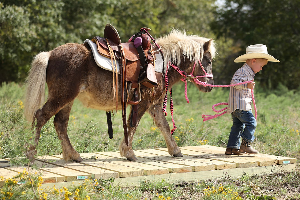 About Us | H Spur Horses