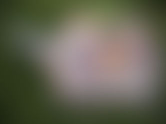 ARTIST SPOTLIGHT: Mosaic Art Teacher, Lisa Tolbert, Discovered this Addictively Colorful Medium by Happy Accident for her Garden