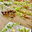 Thumbnail: Native Foods/Bush Remedies - WORKSHOP