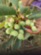 Kakadu Plum, Gabiny (FROZEN)