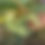 Thumbnail: Kakadu Plum, Gabiny (FROZEN)