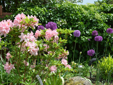 Azalea Soir de Paris