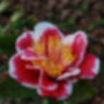 Camellia japonica Tama Americana, blooms January 1 to March 1. Photo by Harry Surline