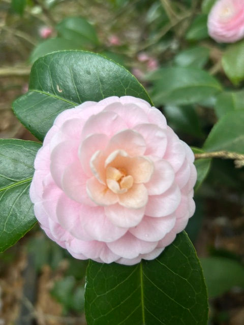 Pink Perfection Camellia