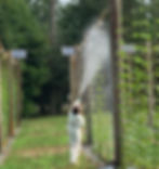 Researcher using fungicies to prevent diseases on hope at the Ornamental Horticluture Research Center in Mobile