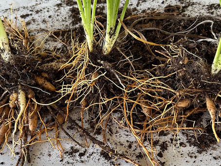 Ask a Master Gardener: The How and the Why of Dividing Bulbs