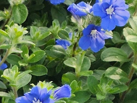 Ask a Master Gardener: Those Crazy Blue Daze of Summer