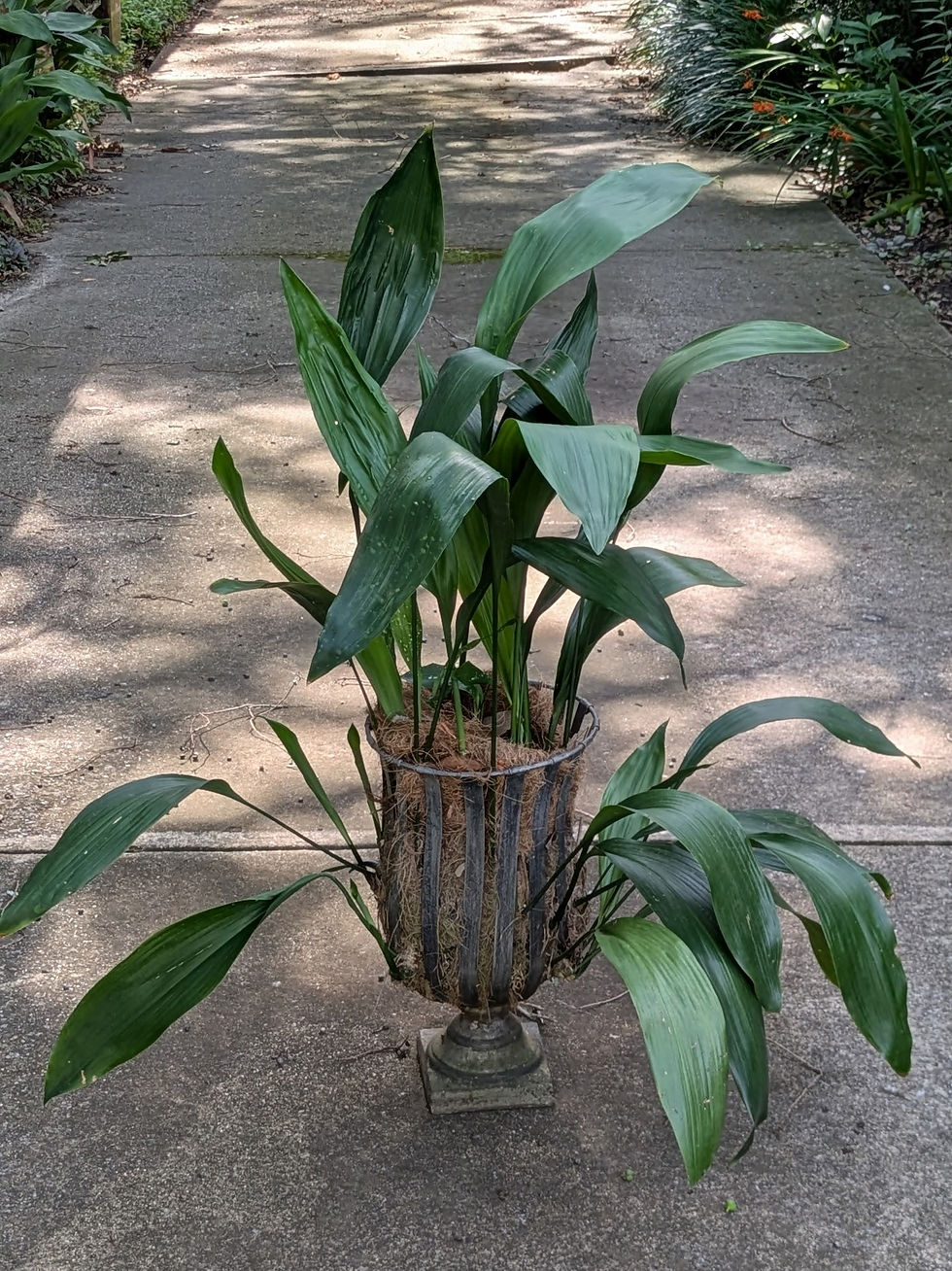 Aspidistra Elatior Container by Theresa Davidson