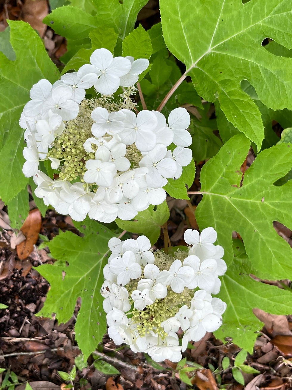 Oakleaf Hydrangea,Hydrangea quercifolia by Dr. Judy Stout