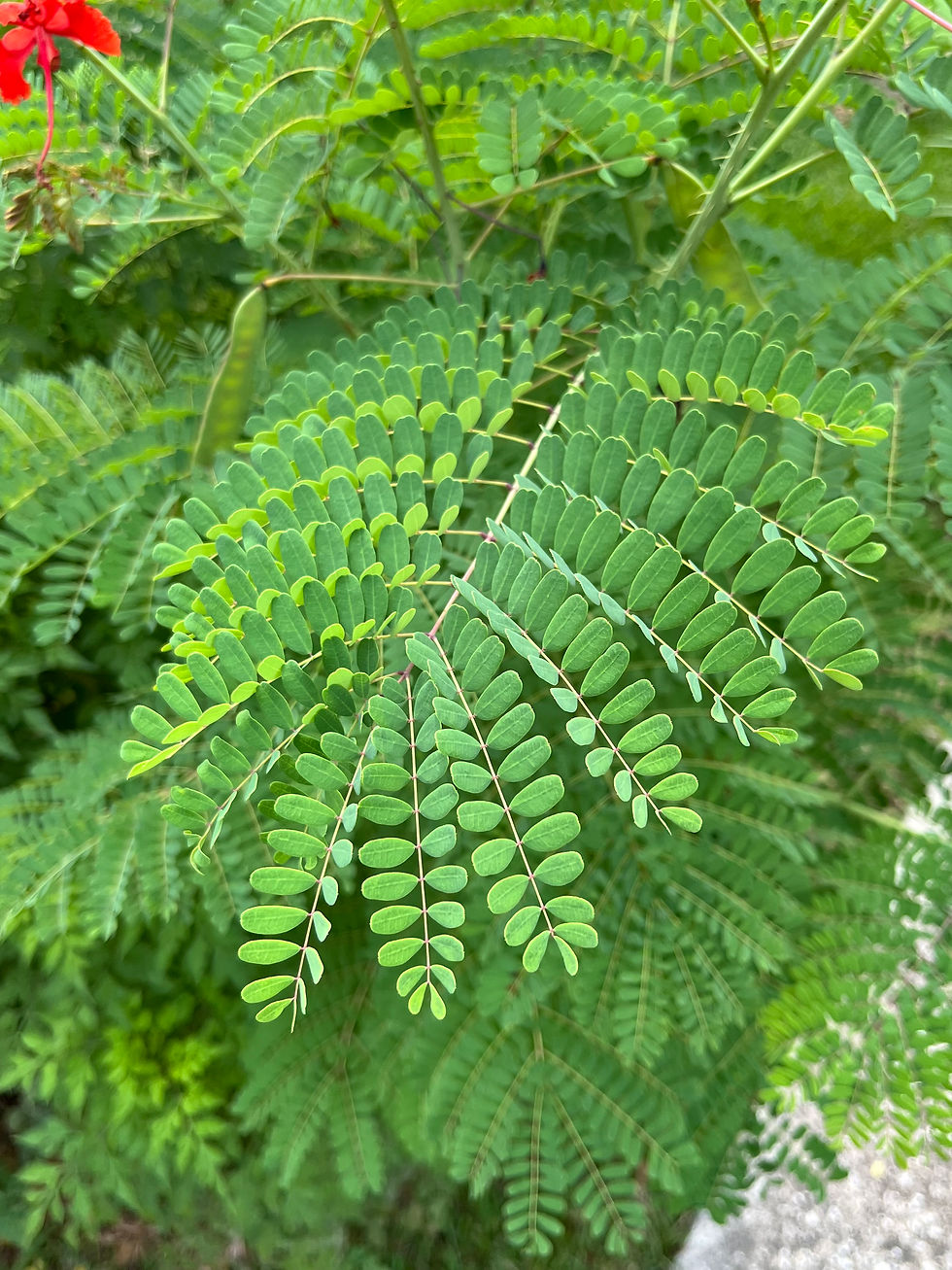 Caesaalpinia pulcherrima leaves by Alice Marty