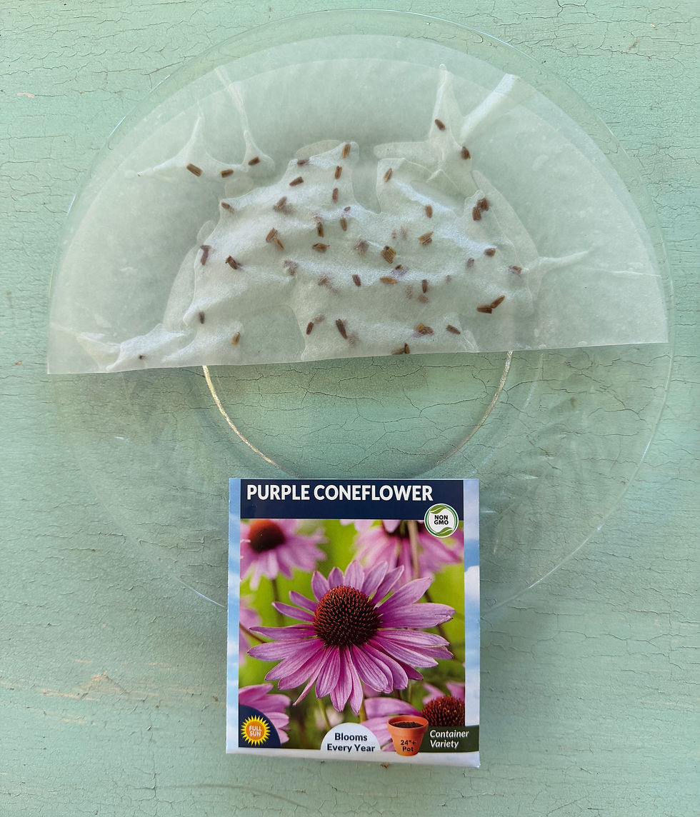 Moisten seeds in a coffee filter (1)