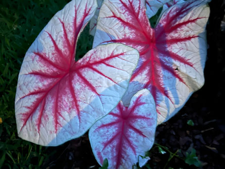 Ask a Master Gardener: Creating Beauty That Comes Alive After Dark
