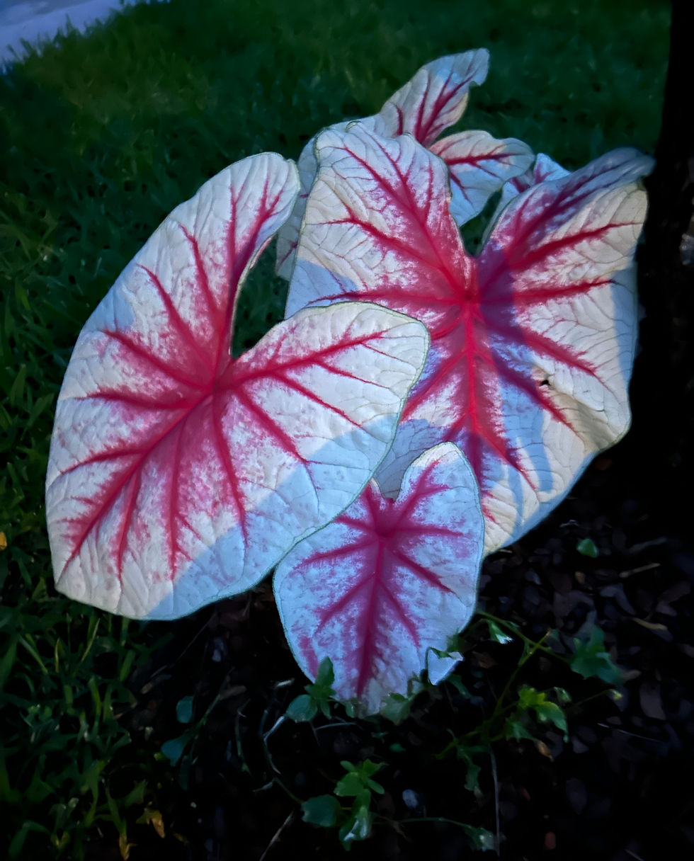 Ask a Master Gardener: Creating Beauty That Comes Alive After Dark