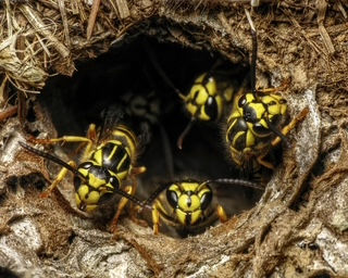 Ask a Master Gardener: Hey! Who Stung Me? Yellowjackets and Other Suspects 