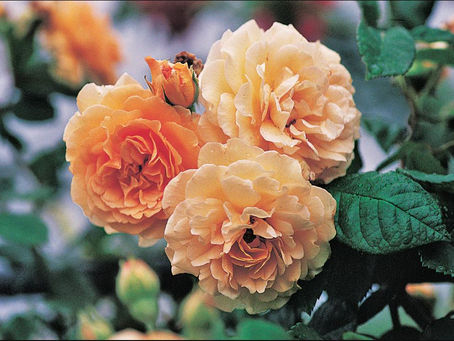 Ask a Master Gardener: Heirloom Roses for Your Southern Garden