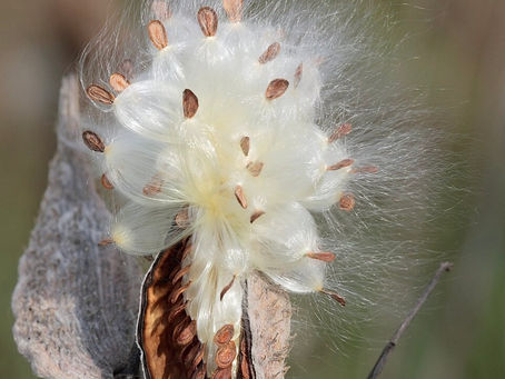 Ask a Master Gardener: Milkweed Seeds…Why Didn’t They Grow?